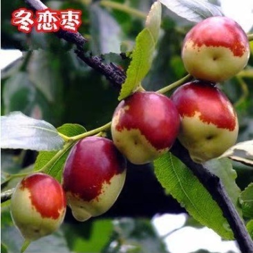 哈密枣子树苗嫁接苗,当年结果,支持视频看苗,免费种植技术