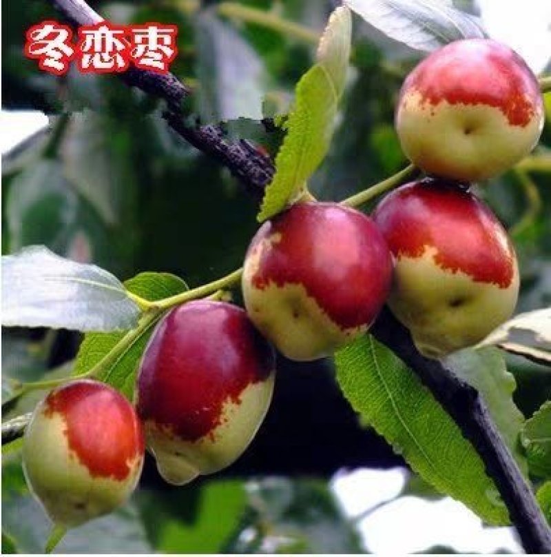 哈密枣子树苗嫁接苗，当年结果，支持视频看苗，免费种植技术