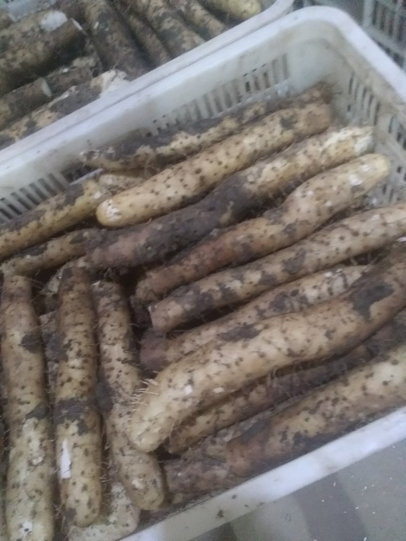 白玉山药
