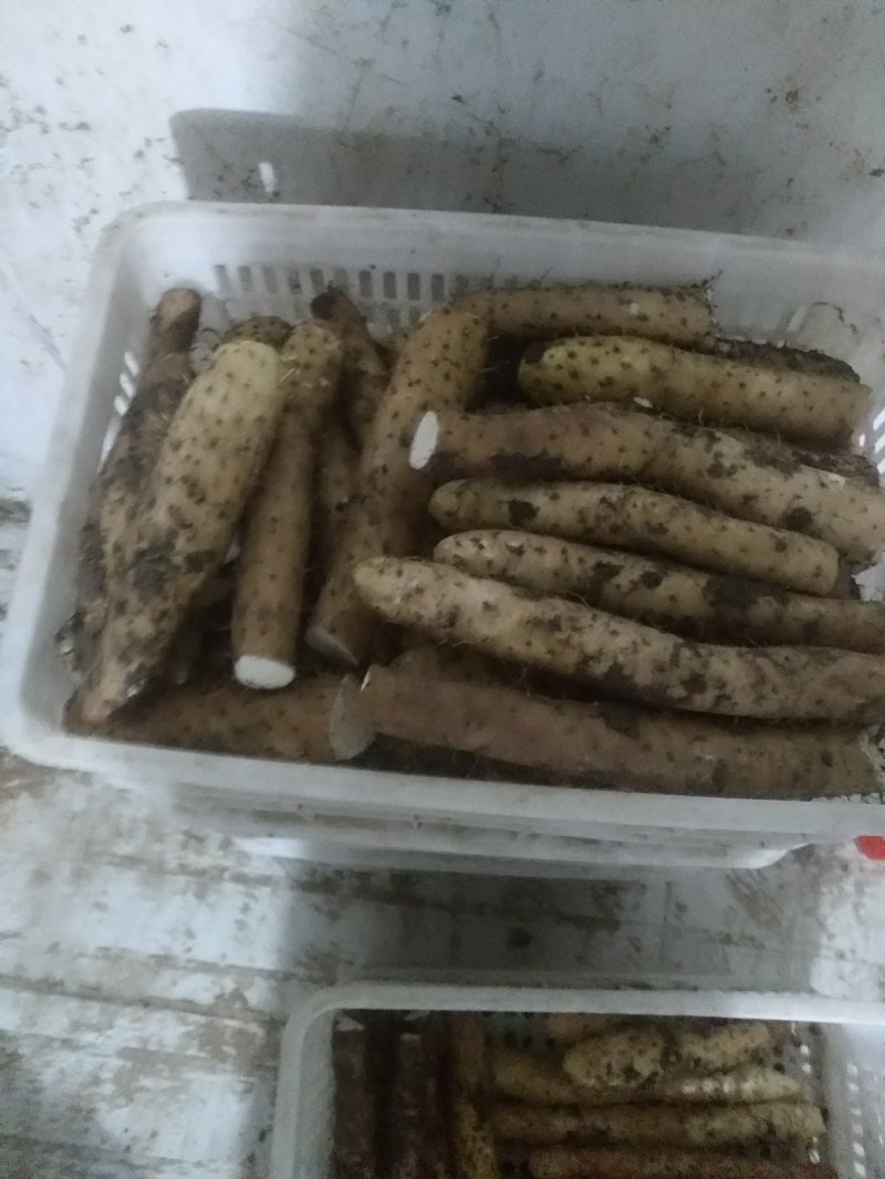 白玉山药