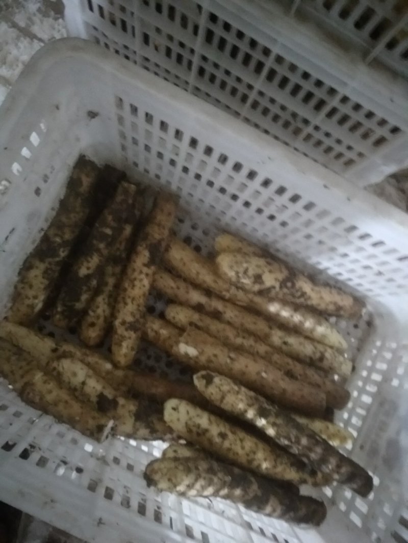 白玉山药