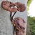 野生灵芝菌