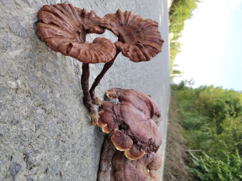 野生灵芝菌