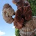 野生灵芝菌