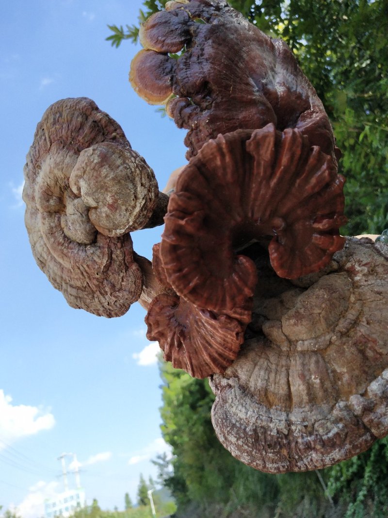 野生灵芝菌