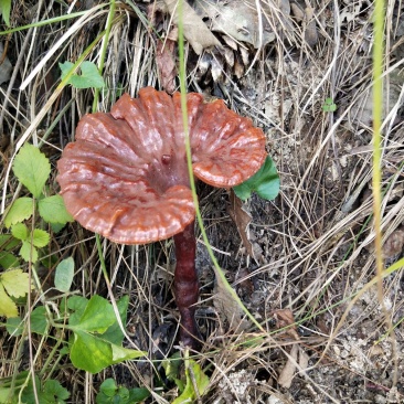 野生灵芝菌
