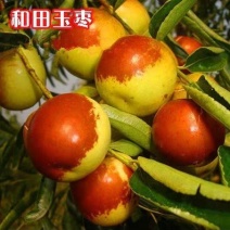 冰糖脆枣，沾化冬枣树苗，当年结果，全国包邮。
