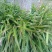 兰花三七种子，花卉种子