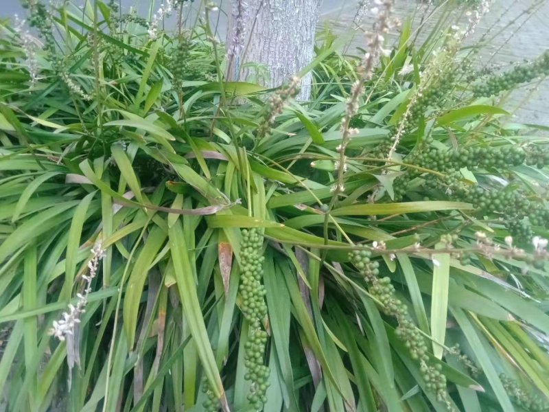 兰花三七种子，花卉种子