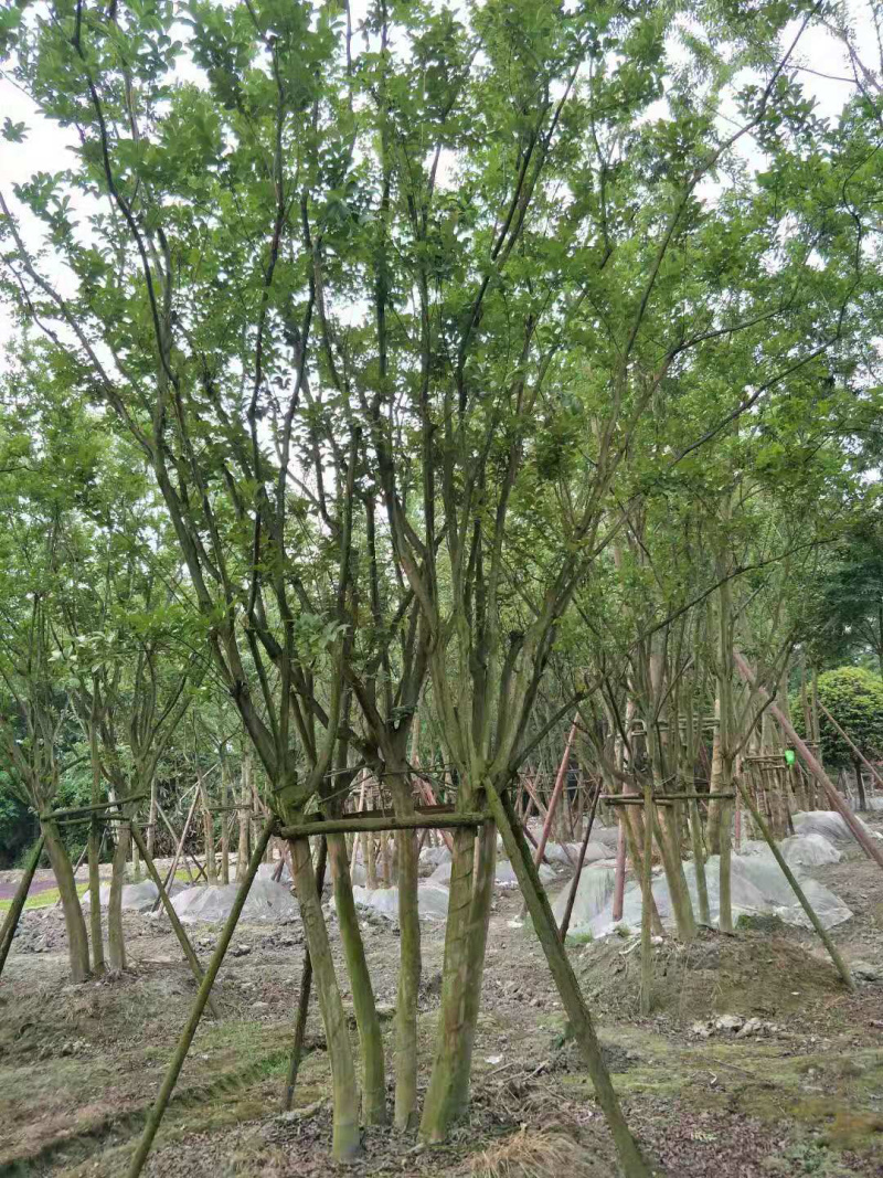 【热销】丛生紫薇绿化苗木基地直供欢迎致电诚信代办