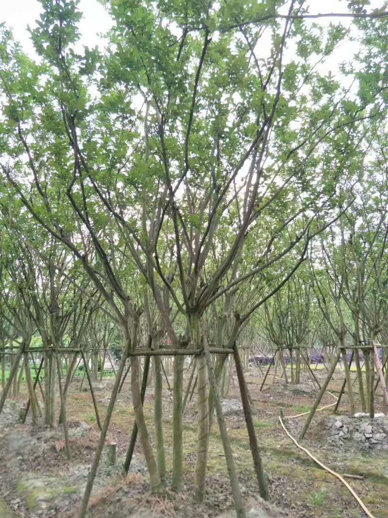 【热销】丛生紫薇绿化苗木基地直供欢迎致电诚信代办