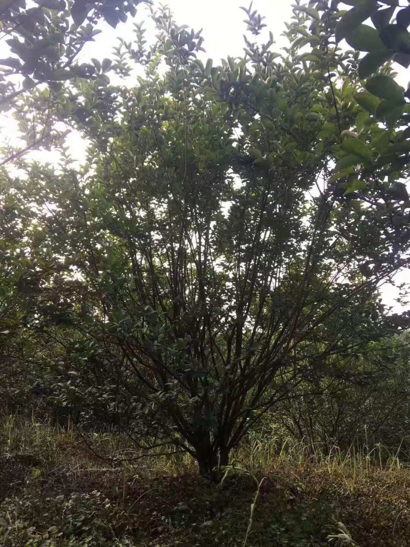【热销】丛生紫薇绿化苗木基地直供欢迎致电诚信代办