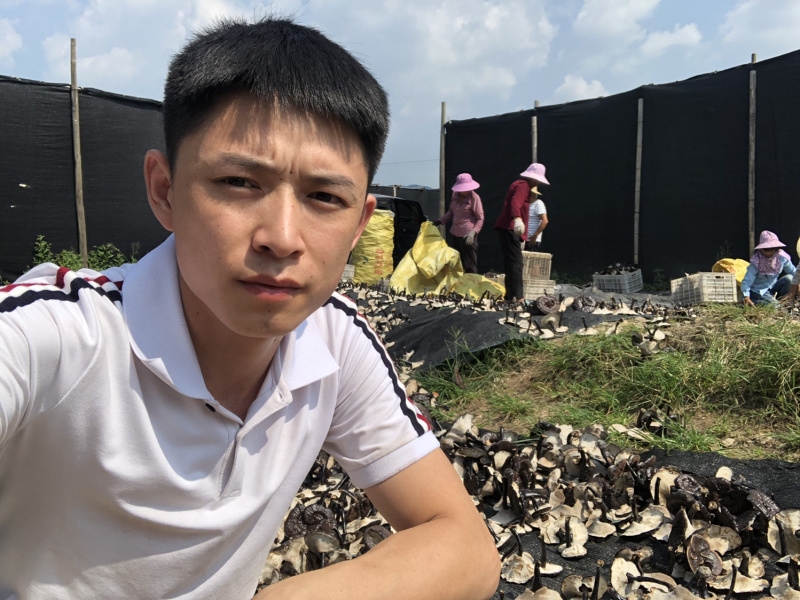 种植仿野生木头灵芝不苦野生灵芝味干货金边灵芝厚边灵芝