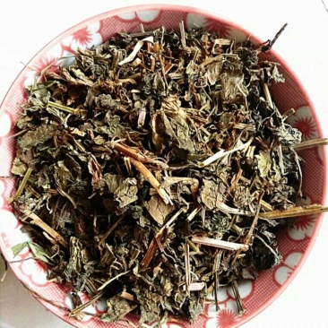 筋骨草千余品种供应承接订单