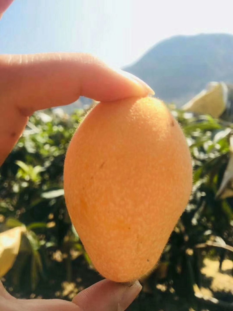 早钟六号枇杷苗