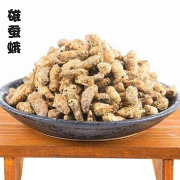 雄蚕娥千余品种供应承接订单