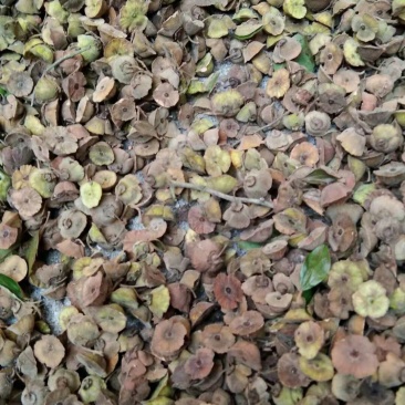 大量供应今年采摘的马甲子种子铁篱笆种包邮