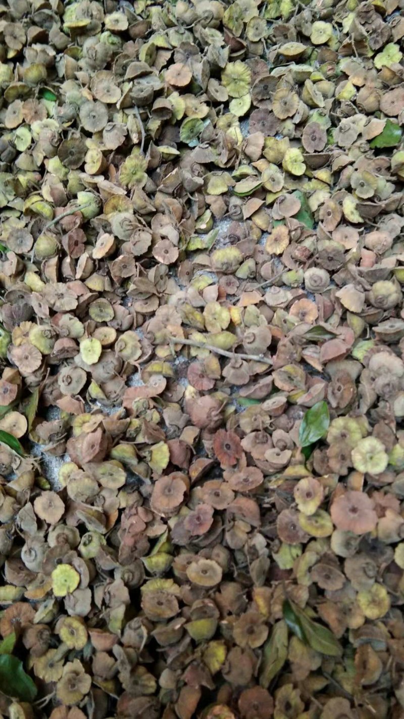 大量供应今年采摘的马甲子种子铁篱笆种包邮
