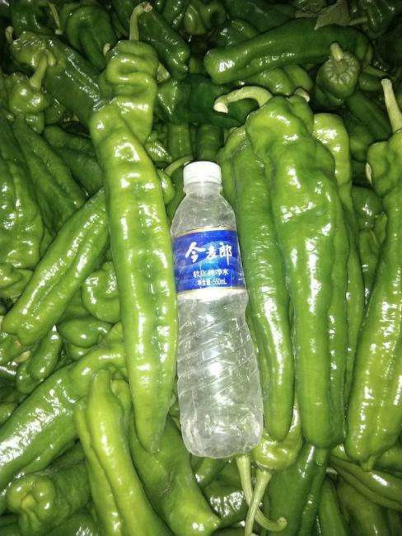 泡椒20厘米以上青中辣一手货源量大从优品质