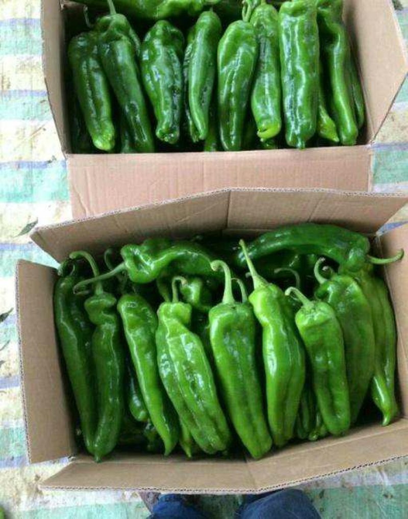 301辣椒✔20厘米以上青中辣夏邑产地直供量大质优