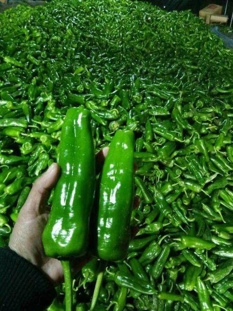 301辣椒✔20厘米以上青中辣夏邑产地直供量大质优