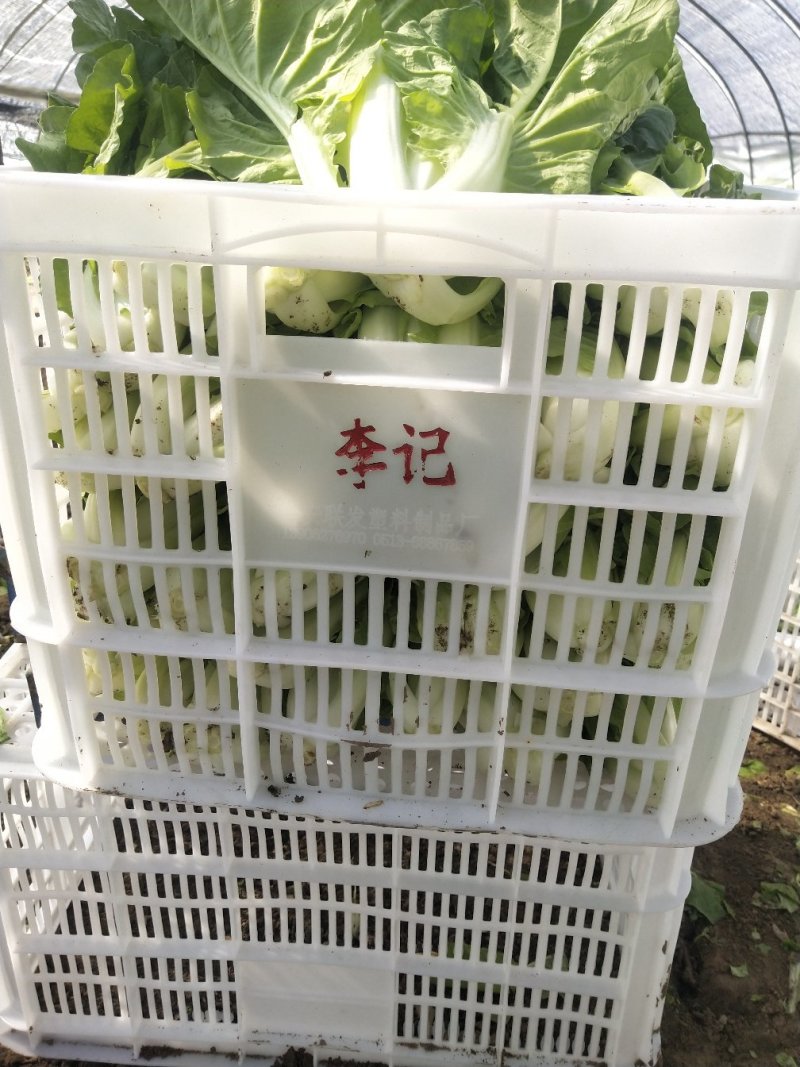 上海青，大量供应，常年有货，保质保量，