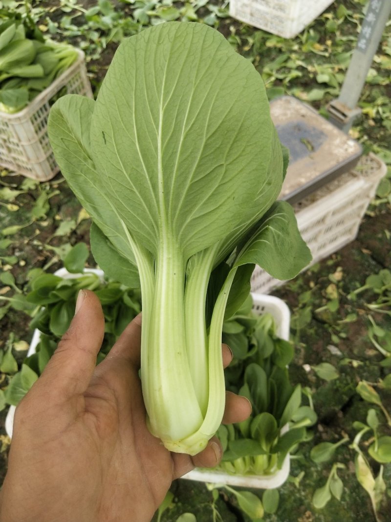 上海青，大量供应，常年有货，保质保量，