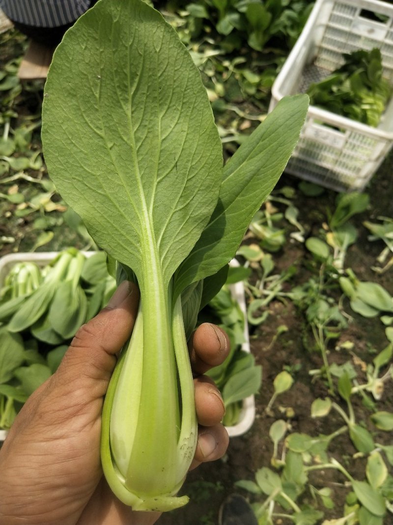 上海青，大量供应，常年有货，保质保量，