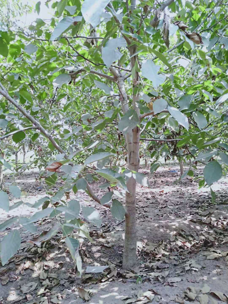8公分以上核桃树