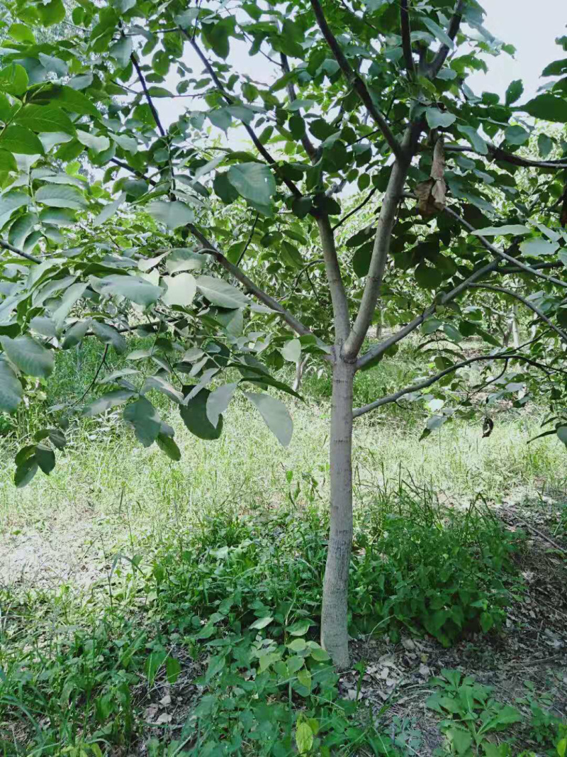 8公分以上核桃树