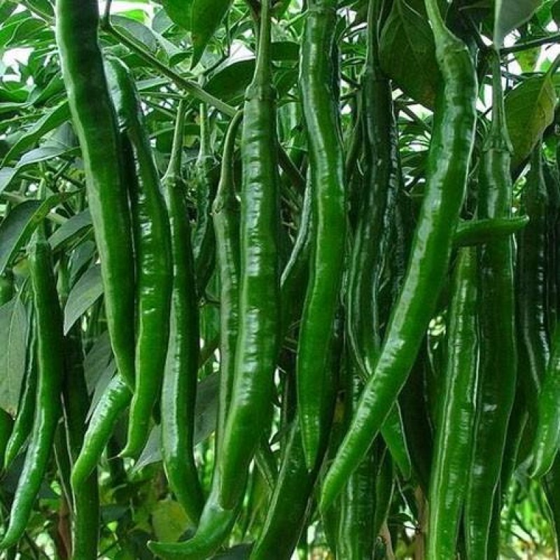 【精选好货】线椒20cm以上青条、黑条质量保证价格美丽