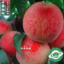 桐柏县获国家地理标志保护产品的朱砂红桃苗