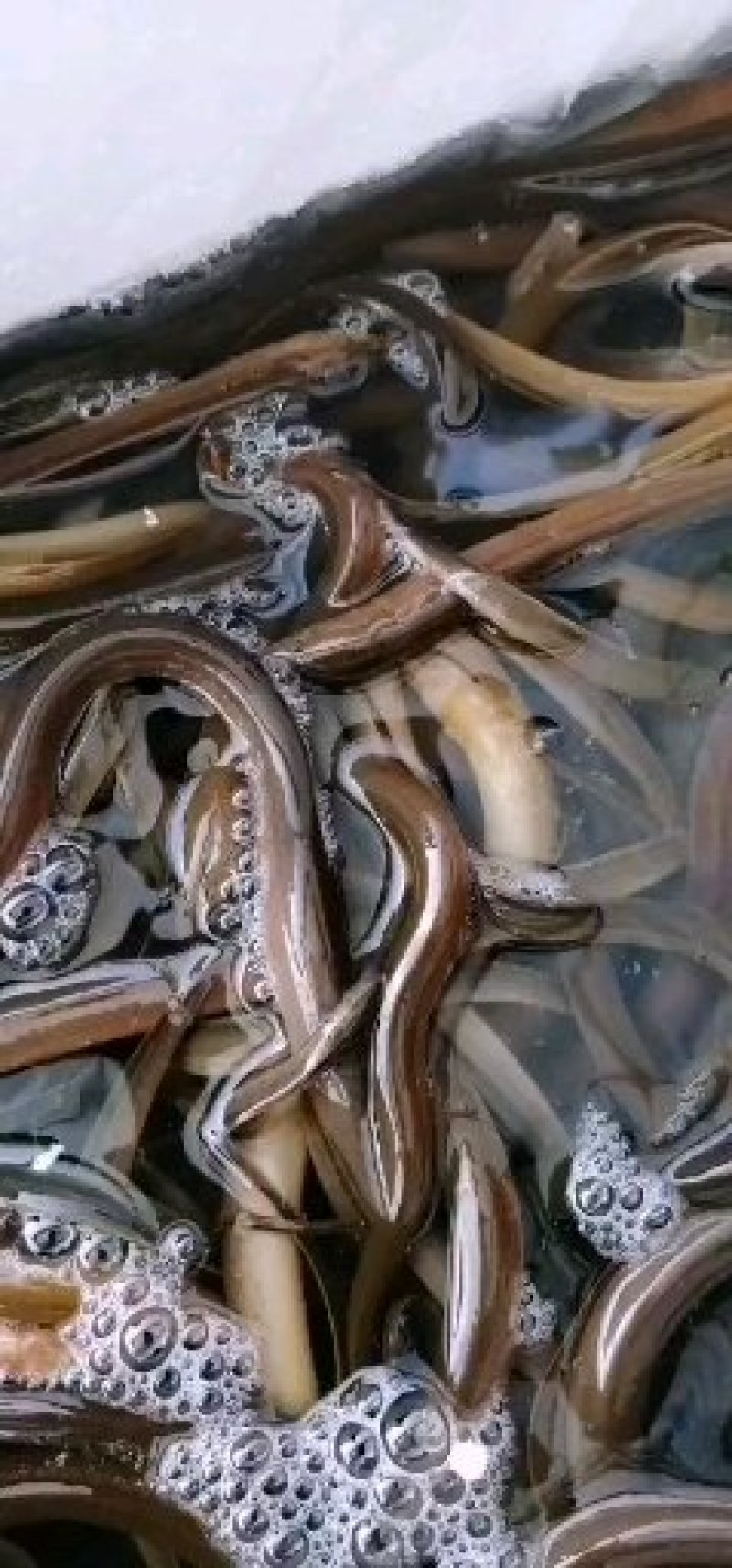 优质黄鳝苗大量供应，售后服务全程技术跟踪指导。