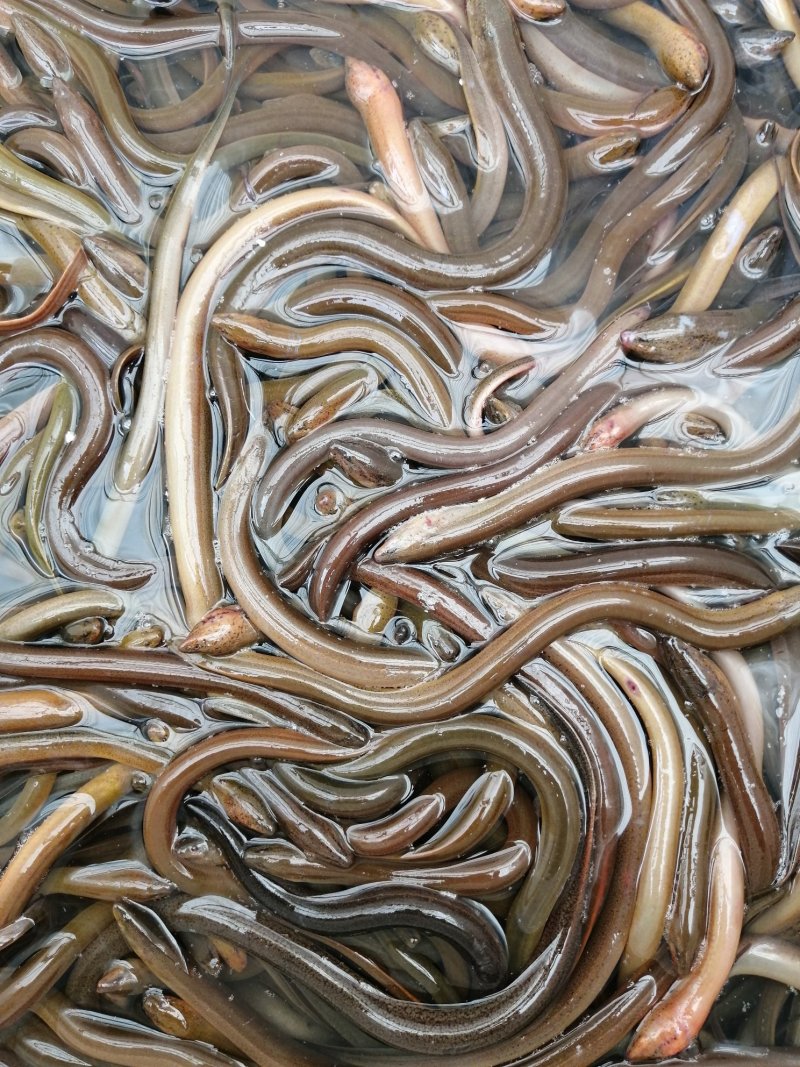 优质黄鳝苗大量供应，售后服务全程技术跟踪指导。