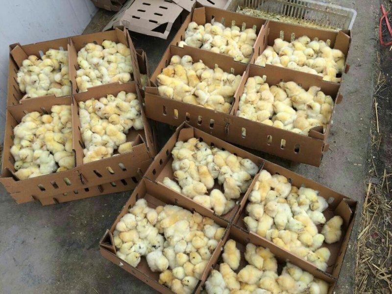 白羽大公鸡鸡苗量大优惠批发处理包成活包疫苗包运费