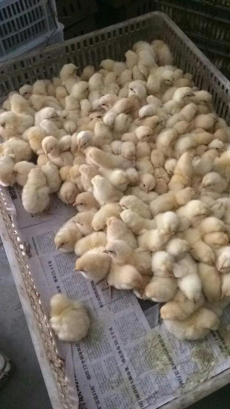 白羽大公鸡鸡苗量大优惠批发处理包成活包疫苗包运费