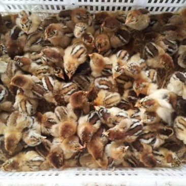 青脚麻鸡鸡苗包技术包成活包运费价格优惠量大优惠