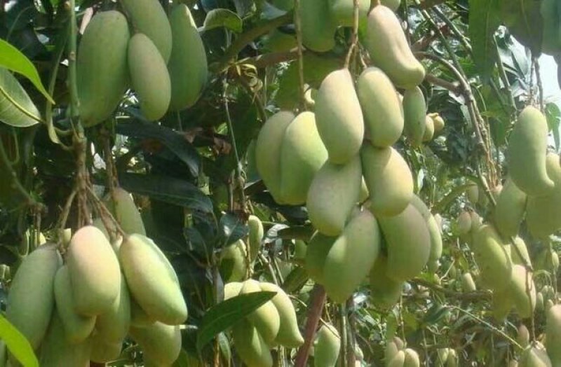 广西像牙芒果苗芒果苗嫁接苗贵七芒果苗