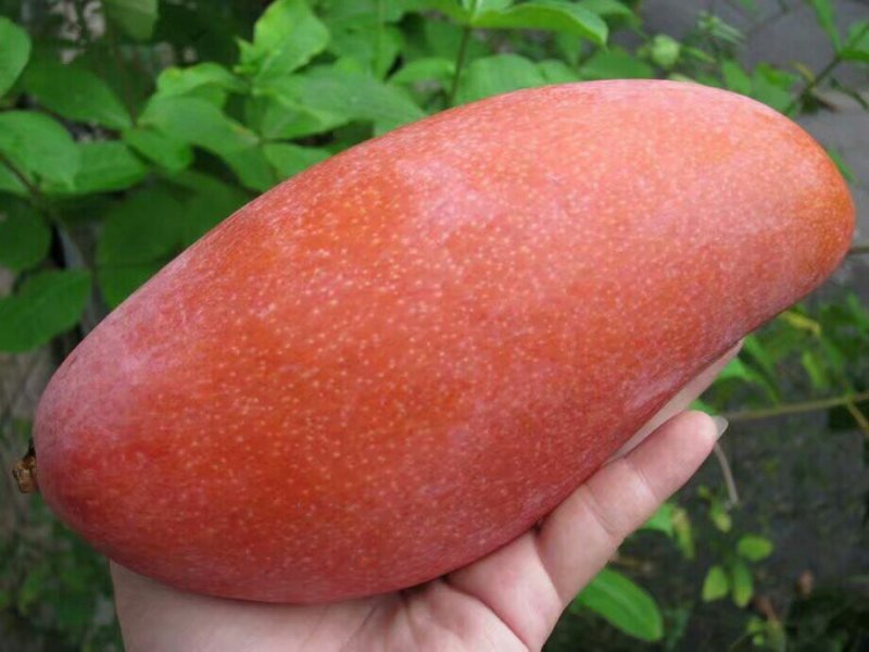 广西像牙芒果苗芒果苗嫁接苗贵七芒果苗