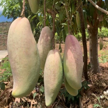广西像牙芒果苗芒果苗嫁接苗贵七芒果苗