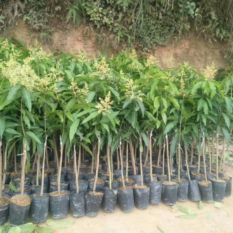 广西像牙芒果苗芒果苗嫁接苗贵七芒果苗