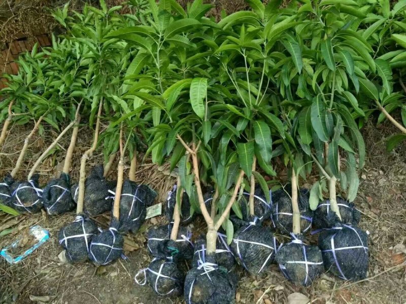 广西像牙芒果苗芒果苗嫁接苗贵七芒果苗