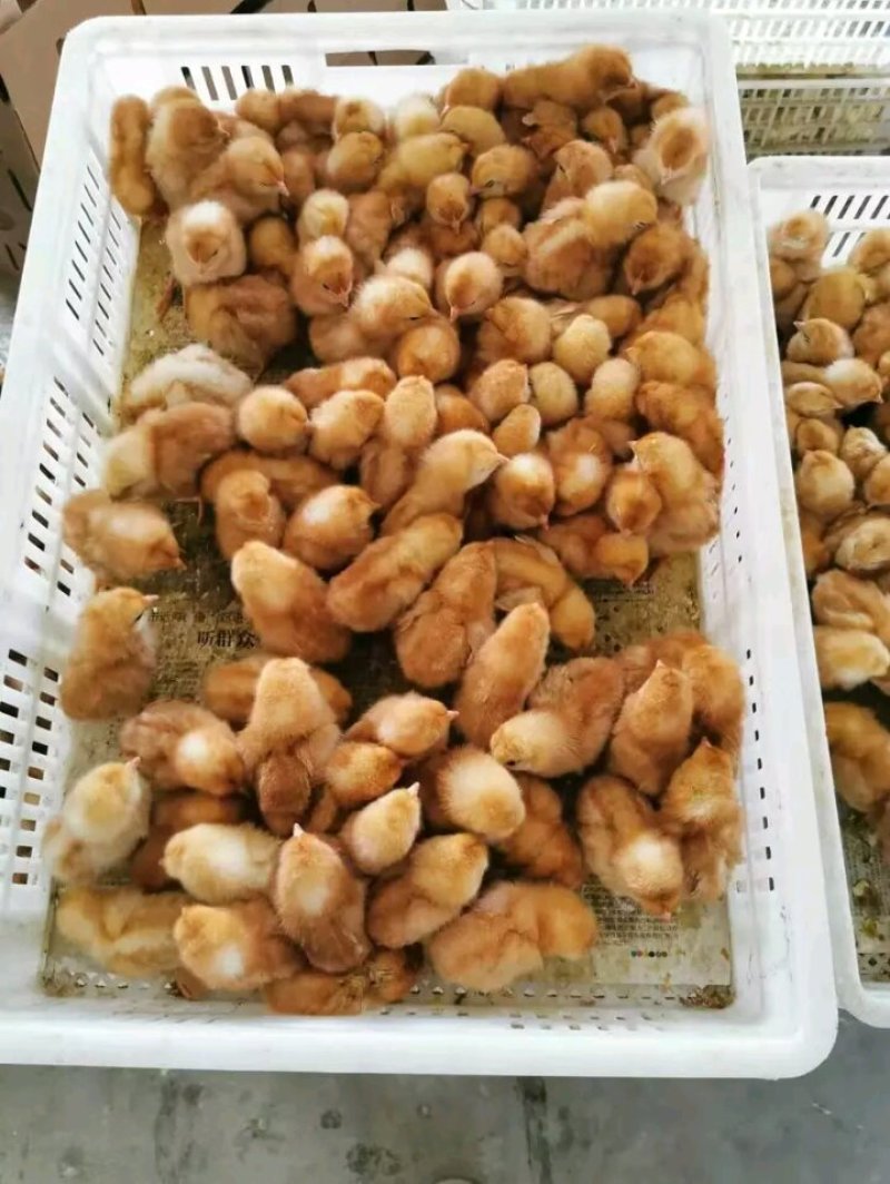 鸡苗九斤红大公鸡快大黄K9大种三黄鸡量大优惠