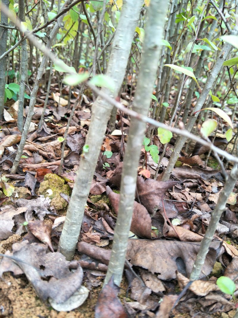 棠梨苗，棠梨苗，棠梨苗，鸟梨苗，野梨苗，