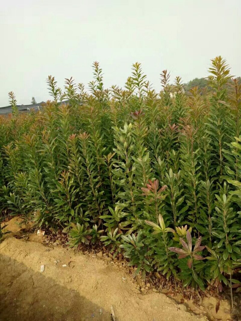 杨梅苗，杨梅实生苗，可以用来嫁接各种新品种
