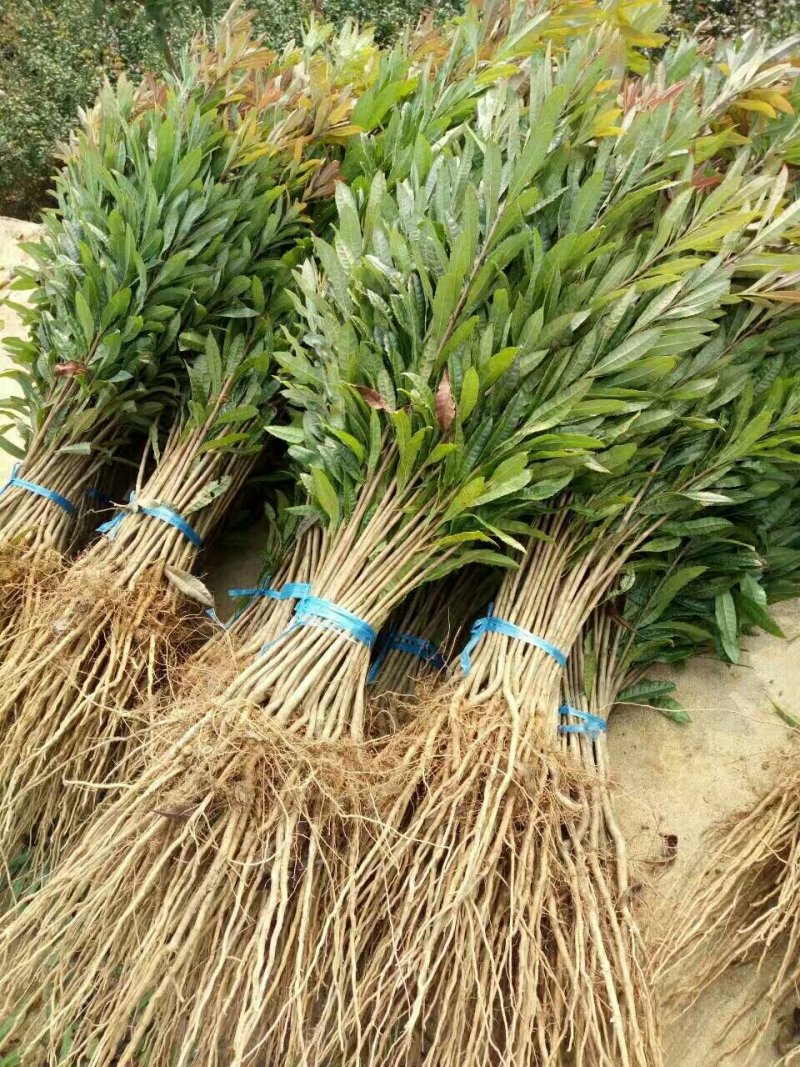 杨梅苗，杨梅实生苗，可以用来嫁接各种新品种