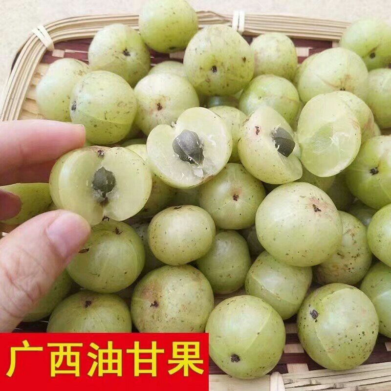 油甘果树苗嫁接果树苗甜油甘果耐寒水果苗盆栽地栽当年