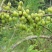 油甘果树苗嫁接果树苗甜油甘果耐寒水果苗盆栽地栽当年