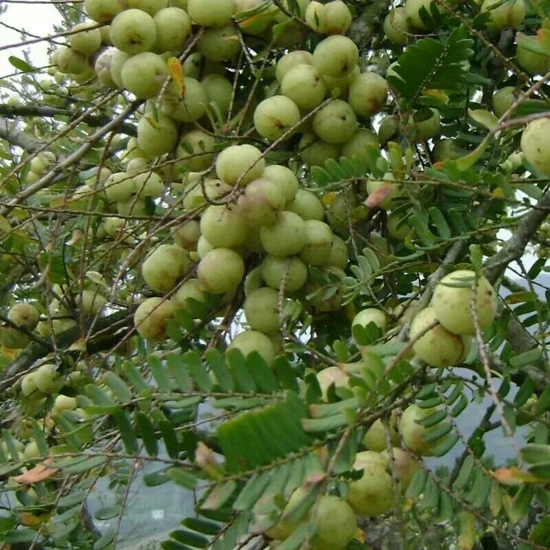 油甘果树苗嫁接果树苗甜油甘果耐寒水果苗盆栽地栽当年