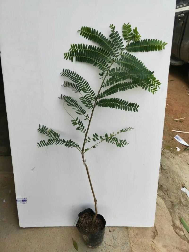 油甘果树苗嫁接果树苗甜油甘果耐寒水果苗盆栽地栽当年